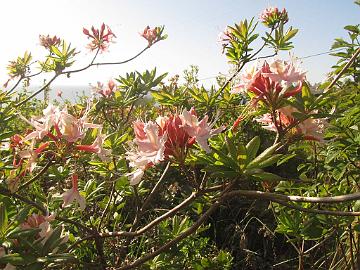 IMG_8371_Stagecoach_Hill_R_occidentale Rhododendron occidentale , Stagecoach Hill Azalea Reserve, Kane Road, Trinidad, California