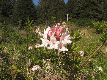 IMG_8372_Stagecoach_Hill_R_occidentale Rhododendron occidentale , Stagecoach Hill Azalea Reserve, Kane Road, Trinidad, California