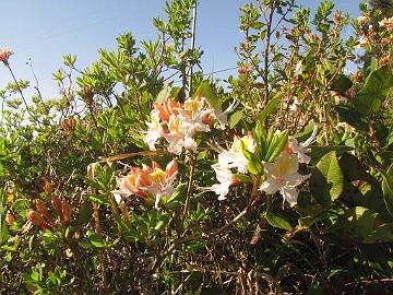 IMG_8375_Stagecoach_Hill_R_occidentale Rhododendron occidentale , Stagecoach Hill Azalea Reserve, Kane Road, Trinidad, California