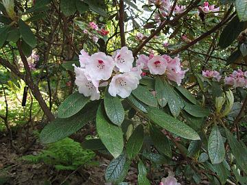 IMG_8826_wiltonii_UBC Rhododendron wiltonii , UBC Botanical Garden, Vancouver, British Columbia, Canada