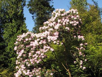 IMG_8831_fortunei_ssp_discolor_UBC Rhododendron fortunei ssp. discolor , UBC Botanical Garden, Vancouver, British Columbia, Canada