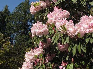 IMG_8832_fortunei_ssp_discolor_UBC Rhododendron fortunei ssp. discolor , UBC Botanical Garden, Vancouver, British Columbia, Canada