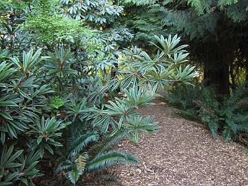 IMG_8838_thayerianum_UBC Rhododendron thayerianum , UBC Botanical Garden, Vancouver, British Columbia, Canada