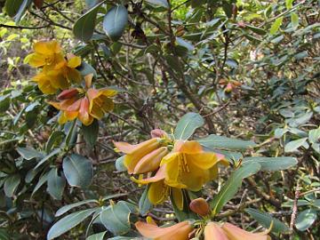 IMG_8857_cinnabarinum_ssp_xanthocodon_UBC Rhododendron cinnabarinum ssp. xanthocodon , UBC Botanical Garden, Vancouver, British Columbia, Canada