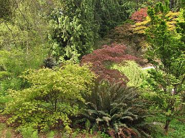 IMG_8742_Washington_Park_Arboretum_Seattle Washington Park Arboretum, Seattle, Washington