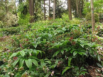 IMG_8743_Washington_Park_Arboretum_Seattle_jouluruusuja Helleborus slope, Washington Park Arboretum, Seattle, Washington