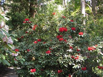 IMG_8745_Washington_Park_Arboretum_Seattle_Rhododendron_kyawii Rhododendron kyawii hybrid, Washington Park Arboretum, Seattle, Washington