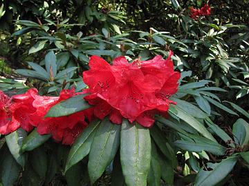 IMG_8749_Washington_Park_Arboretum_Seattle_Rhododendron_kyawii Rhododendron kyawii hybrid, Washington Park Arboretum, Seattle, Washington