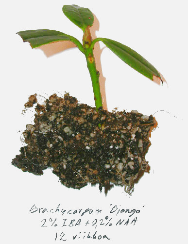 brachycarpum Django pistokas