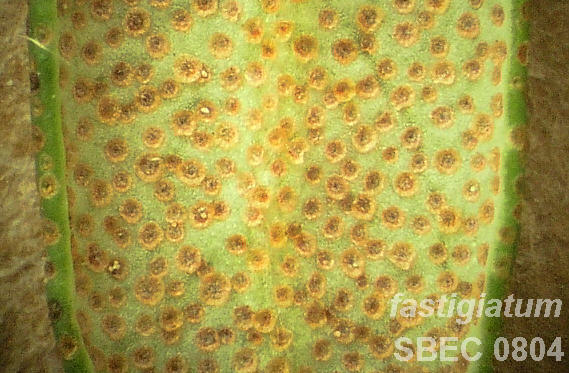 close-up of scales on fastigiatum SBEC 0804