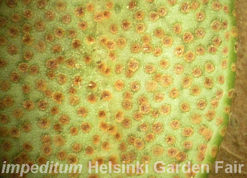 close-up of scales on impeditum  Helsinki Garden Fair