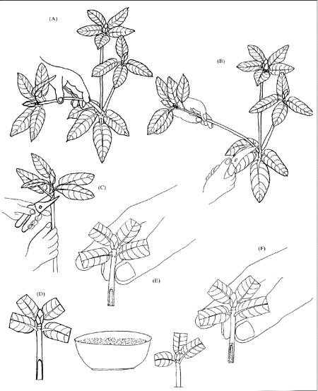 Pistokaslisäys Coxin mukaan