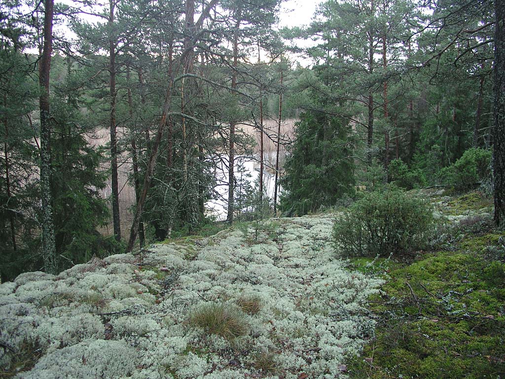 PC081617_jakalikko.jpg - Poronjklt kasvavat kalliolla. Ranta pilkottaa puiden vlist.  Raindeer lichen ( Cladonia rangiferina ) grows on the rock. The beach  glimmers in the background.