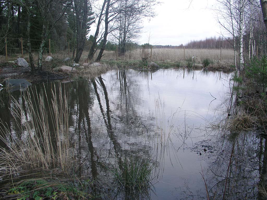 PC081628_rannan_lampi.jpg - Vesi oli korkealla mys ranta-alueen lammessa. The water level was high also on the pond close to shore.