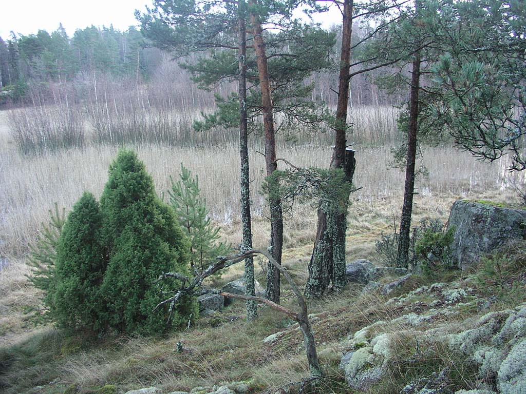 PC081630_rantapolun_katajat.jpg - Rantapolun varrella kasvaa komeita katajia. Handsome junipers ( Juniperus communis ) grow aside the path to the beach.