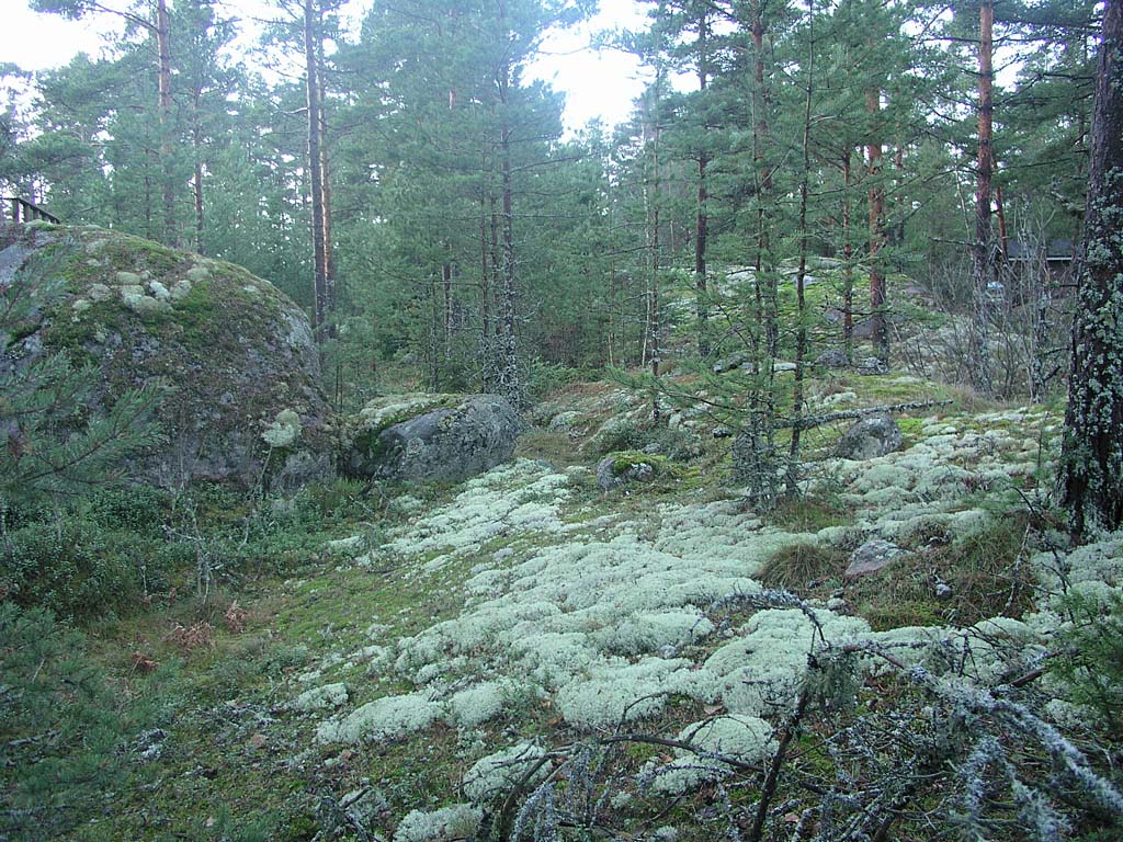 PC081638_jakalaa_kalliolla.jpg - Paksua poronjäkälikköä kalliolla. Thick layer of raindeer lichen on the rock.