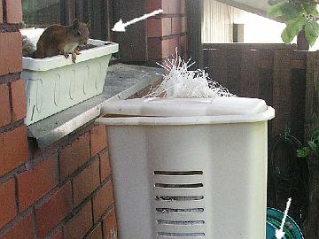 P6141895_oravat_tutkivat_siemensailoa Talven ajan meillä oli 25 kg säkki auringonkukan siemeniä muovisen pyykkikorin sisällä, jotta linnut ja jyrsijät eivät pääsisi vapaasti syömään kaikkea herkkua...