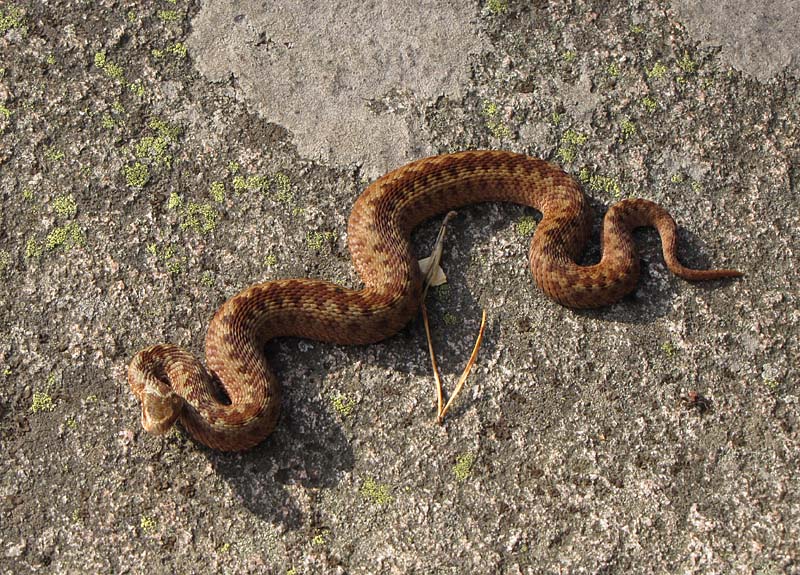 IMG_7136_kyy_kalliolla_2012.jpg - Kesmkkitontilla asustelee mys myrkyllisi kyykrmeit ( Vipera berus ). Tavatessamme vistmme toisiamme. 