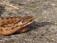 IMG_7134_kyy_kalliolla