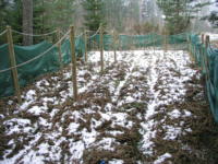 Rhododendron plants covered with Picea branches