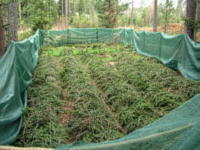 Rhododendron plants covered with Picea branches