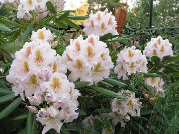 'Matterhorn' alppiruusun samassa kukinnossa voi olla kahdenv�risi� t�pli�.
There can be two different colored blotches in the same truss of 'Matterhorn'.