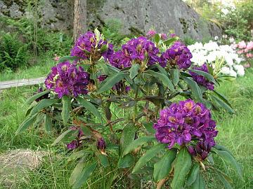 'Marcel Menard' alppiruusu n�ytti talven j�lkeen kuolleelta, mutta piristyi kes�kuussa kauniiseen kukintaan.
'Marcel Menard' looked dead in May but it recovered well in June into a nice flowering.