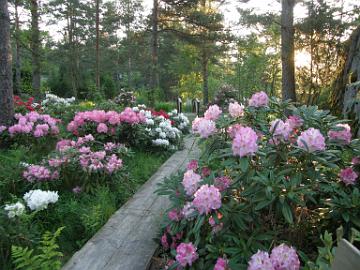 P6186363_Brigitte_ym_rhodogarden_11 Rhododendron garden early in the morning. 'Brigitte' on the right. Rhodopuutarha aamun koitteessa. Oikealla 'Brigitte'.