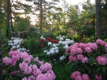 P6186369__rhodogarden_4 'Kalinka', Fantastica', 'Falling Snow', 'Skookum', ...