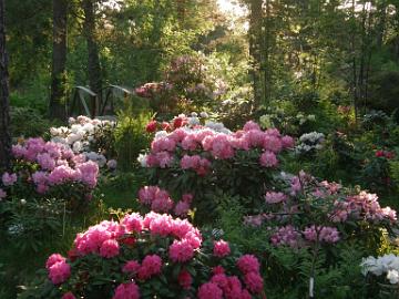 P6186401_rhodogarden_1 'Helgoland', 'Kalinka', 'Fantastica', ...