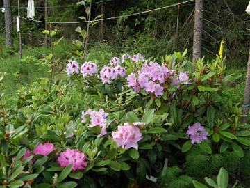 P7036946_kevaan_2008_hankinnat_istuttamatta In the shadow of the plant field there are still flowering rhododendrons Varjoisalla taimikasvatusalueella on vielä kukkivia alppiruusuja