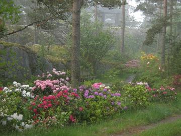 P6226658_rhodogarden Morning fog in the rhododendron garden Aamusumua rhodopuutarhassa