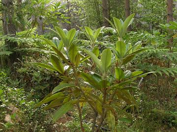 P7076999_nigroglandulosum_Rhododendron_Haven R. nigroglandulosum