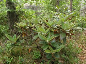 P7077003_taliense_Rhododendron-Haven R. taliense