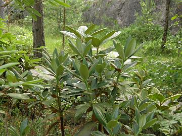 P7077004_sphaeroblastum_Rhododendron-Haven R. sphaeroblastum