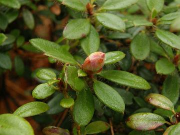 P5095411_dendrocharis_flower_bud R. dendrocharis