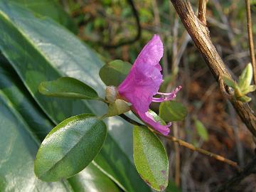 P5095424_mucronulatum R. mucronulatum