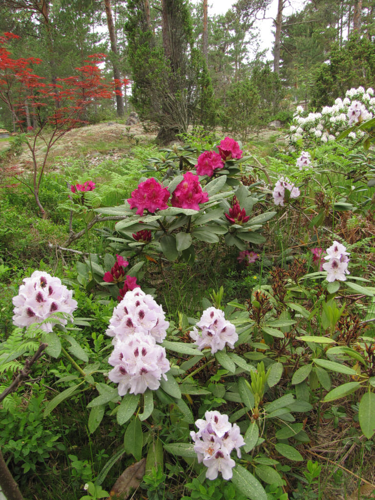 IMG_2424_Calsap_and_Pearce's_American_Beauty.jpg - 'Calsap' & 'Pearce's American Beauty' - 13.6.2011