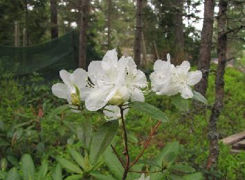 IMG_1925_dauricum_white_Matti_Hiltunen R. dauricum , white form, a cross of two whites by M. Hiltunen - 27.5.2011