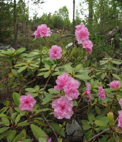 IMG_1937_Westons_Pink_Diamond 'Weston's Pink Diamond' - 27.5.2011