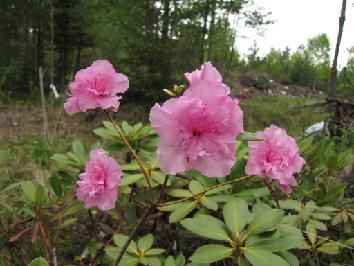 IMG_1943_Westons_Pink_Diamond 'Weston's Pink Diamond' - 27.5.2011