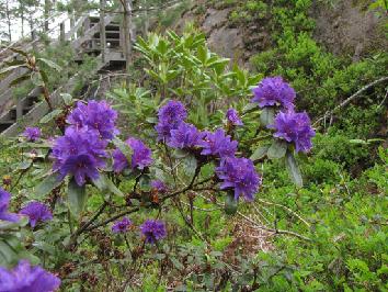 IMG_2031_russatum_var_cantabile R. russatum var. cantabile - 2.6.2011