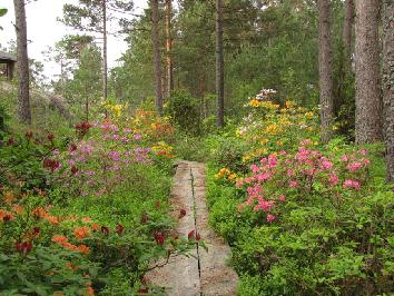 IMG_2374_azalea_garden Azaleas - atsaleat - 13.6.2011