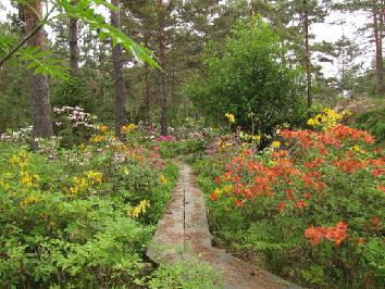 IMG_2376_atsaleat_pitkospuiden_varrella Azaleas - atsaleat - 13.6.2011