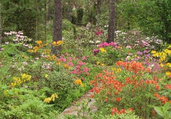 IMG_2380_atsaleat Azaleas - atsaleat - 13.6.2011