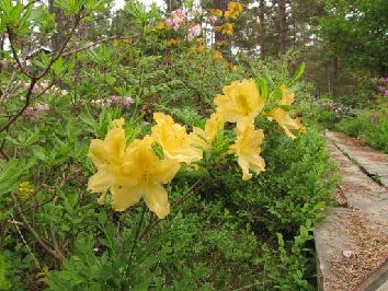 IMG_2388_molle_ssp_japonicum R. molle ssp. japonicum ex Ruissalo - 13.6.2011