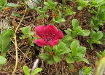 IMG_2414_camtschaticum_red R. camtschaticum red form - 13.6.2011