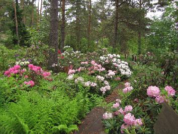 IMG_2512_rhodogarden Rhodogarden - 14.6.2011