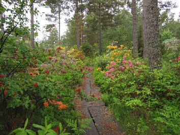 IMG_2523_atsaleat Azaleas - atsaleat - 14.6.2011