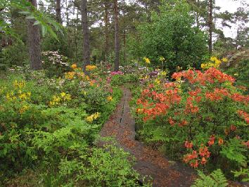 IMG_2524_atsaleat Azaleas - atsaleat - 14.6.2011